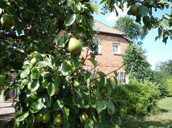 Bauernhaus hinter Birne